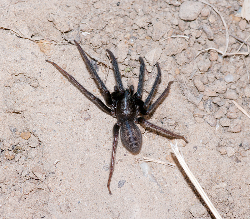 Grosso ragno siciliano (Segestria sp.)